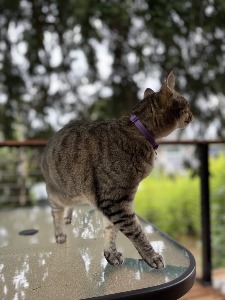 Tabi The Cat